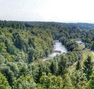 Scenic view of forest
