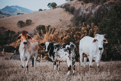 Cows grazing in the field