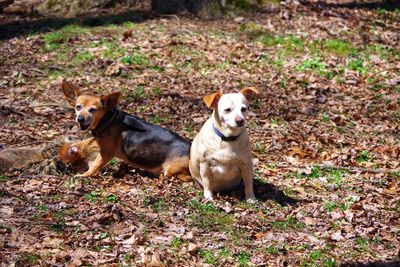 Dogs on field