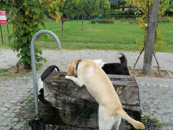 View of a dog on field