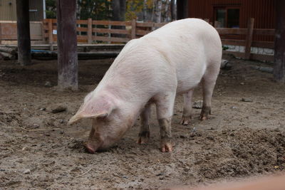 Pig standing in a field