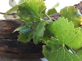 Close-up of green leaves growing in plant