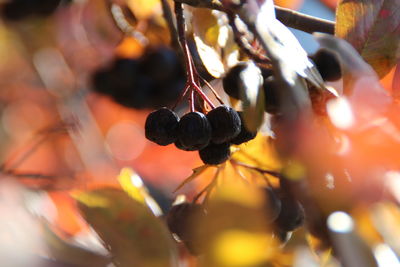 Close-up of berries growing on plant