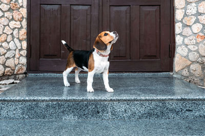 Beagle personality, temperament. beagle puppy at home. little beagle breed dog near 