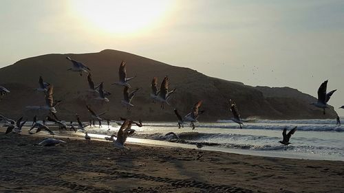 Birds flying over beach against sky during sunset