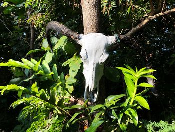 View of plants against trees