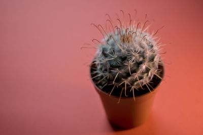 Close-up of cactus flower pot