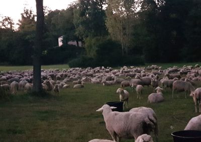 Flock of sheep on field