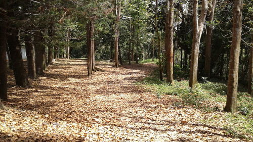 Trees in forest