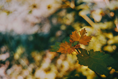 Close-up of yellow maple leaves