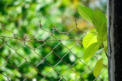 Close-up of chainlink fence