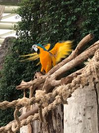 Bird perching on tree trunk