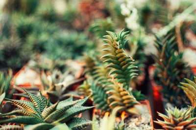 Aloe ostifolia is succulent herbaceous plant,species of the aloe genus of the asphodelaceae family.