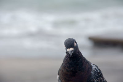 Close-up of pigeon perching on a sea