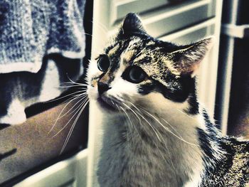 Close-up portrait of cat