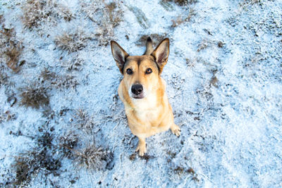 Portrait of dog on snow