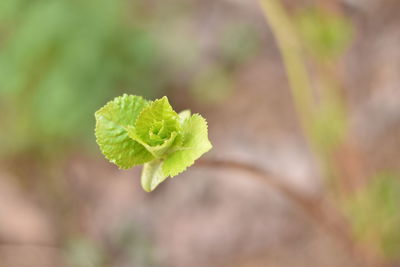Close-up of green leaves