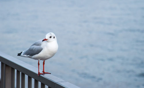 Seagull perching on railing