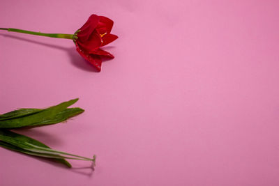 Close-up of rose against red background