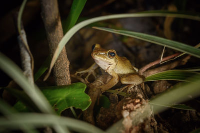 High angle view of frog on rock