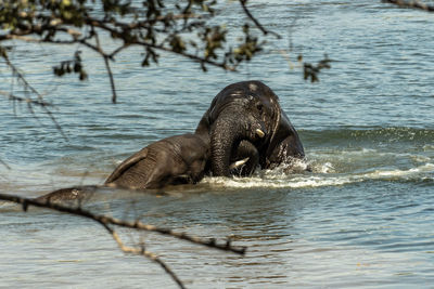 An amazing close up of two huge elephants fighting in the waters of an african river