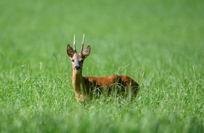 Portrait of deer on field