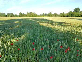 Scenic view of field against sky