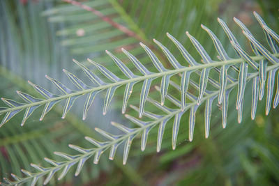 Close-up of fresh green leaves on plant in field