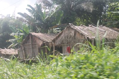 Plants and trees by house on field