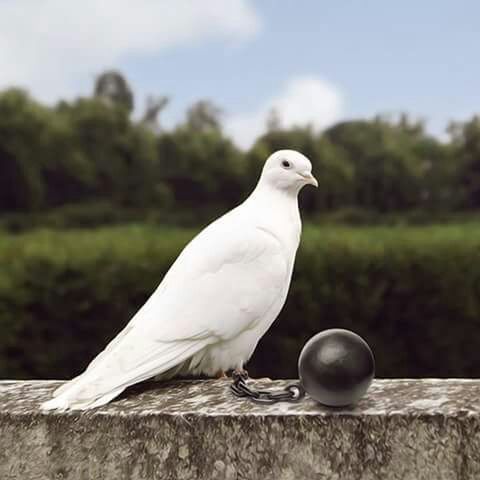 bird, animal themes, one animal, wildlife, animals in the wild, seagull, focus on foreground, white color, beak, close-up, side view, perching, nature, full length, white, day, outdoors, zoology, no people, sky