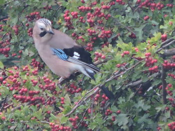 Close-up of bird perching on plant