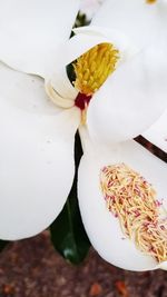 High angle view of white flower in plate