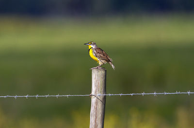 Bird perching on wooden post