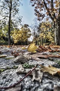 Fallen leaves on tree trunk