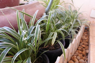 High angle view of potted plants in basket for sale