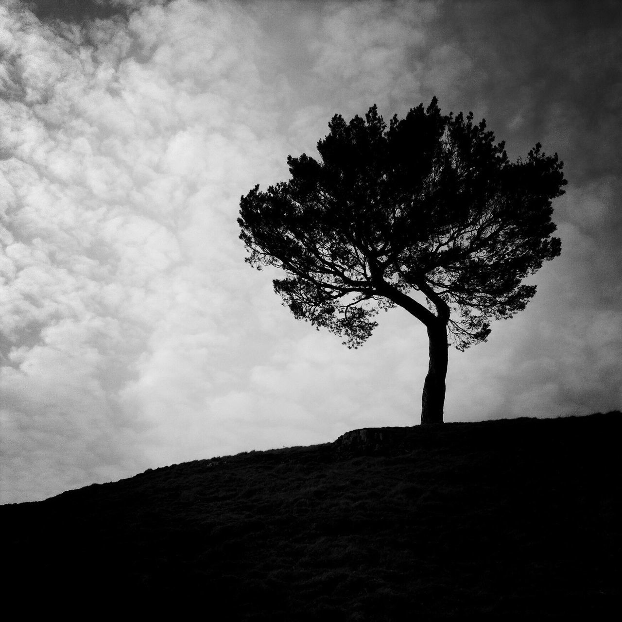 tree, sky, silhouette, tranquility, cloud - sky, low angle view, tranquil scene, nature, beauty in nature, cloud, scenics, cloudy, bare tree, branch, landscape, tree trunk, single tree, growth, no people, field