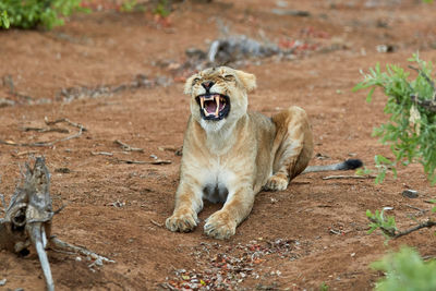 A lioness that shows her teeth