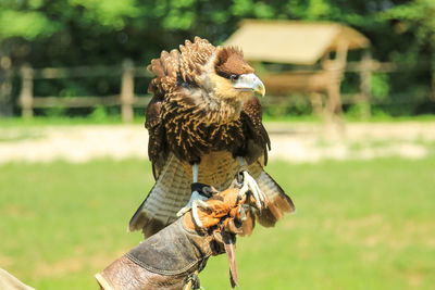 Close-up of owl perching on a land