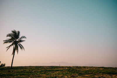 Palm trees on field against clear sky at sunset