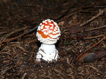 High angle view of mushroom growing on field