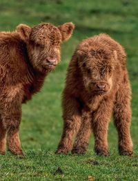 Highland cattle calfs