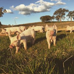 Pigs on grassy field against cloudy sky