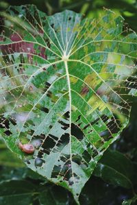 Close-up of snake on plant