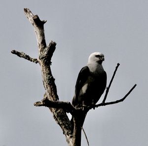 Low angle view of bird perching on branch against sky