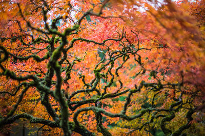 Low angle view of tree during autumn