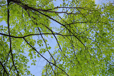 Low angle view of trees