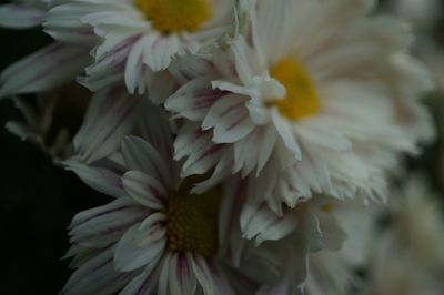 Close-up of yellow flowers blooming outdoors