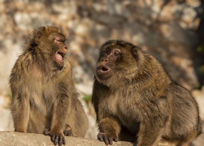 Monkeys sitting outdoors