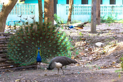 Close-up of peacock on field