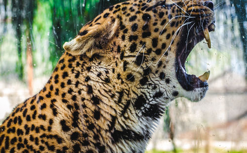 Close-up of angry leopard during rain